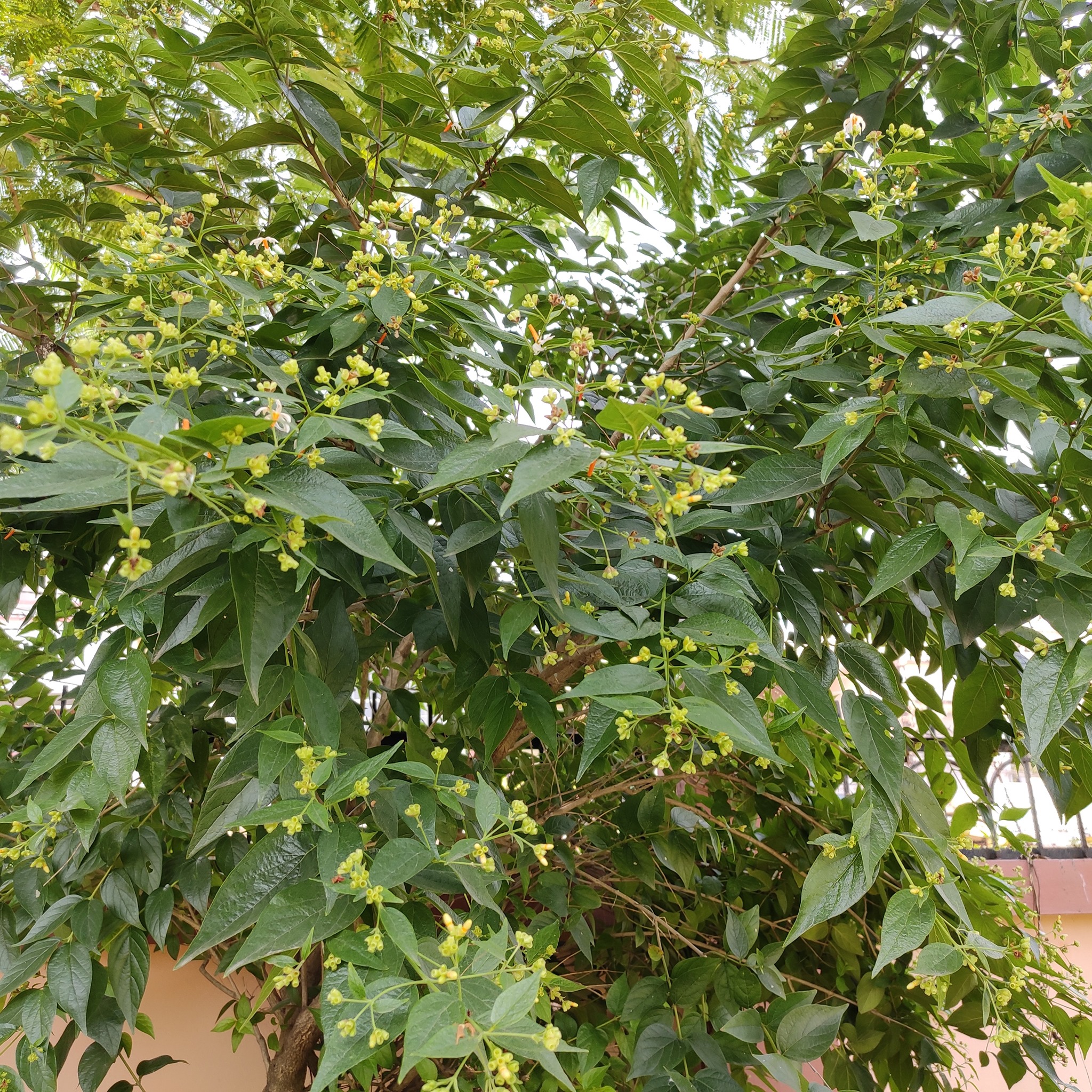 Parijatha Plant