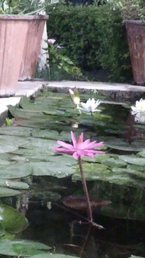 Lotus 2